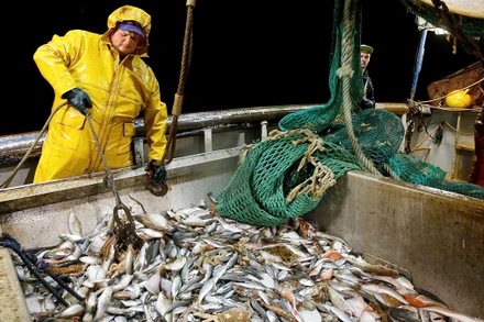 Ngư dân đánh bắt cá ngoài khơi bờ biển phía bắc nước Pháp. (Ảnh REUTERS)