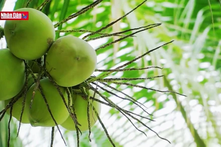 Về Hậu Giang du lịch miệt vườn