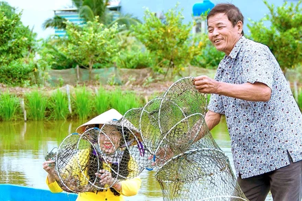 Thu hoạch tôm sú dưới cánh đồng tôm-lúa của nông dân huyện Thới Bình.