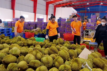 Thu mua sầu riêng phục vụ xuất khẩu tại thị xã Phước Long, tỉnh Bình Phước. (Ảnh Nhất Sơn)