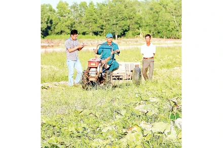 Nông dân vùng ngọt huyện Trần Văn Thời được khuyến cáo trồng rau màu thay vì trồng lúa vụ 3.