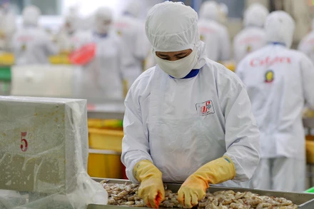 Chế biến thủy sản xuất khẩu ở Công ty cổ phần Thủy sản Cafatex (Hậu Giang). (Ảnh TRẦN QUỐC)