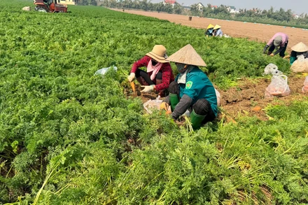 Thu hoạch cà-rốt muộn tại xã Cao Ðức, huyện Gia Bình, tỉnh Bắc Ninh.