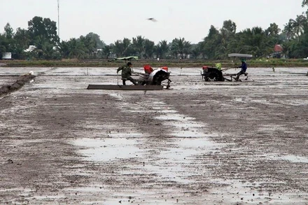 Nông dân xã Xà Phiên, huyện Long Mỹ, tỉnh Hậu Giang làm đất chuẩn bị gieo sạ lúa đông-xuân 2023-2024. (Ảnh TTXVN)