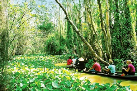 Du lịch khám phá rừng ngày càng được yêu thích. Trong ảnh: Trải nghiệm Khu bảo tồn ngập nước Ðồng Tháp Mười (Long An). (Ảnh LAN PHương)