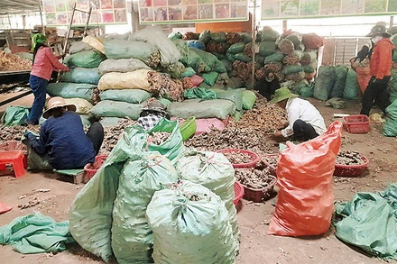 Phân loại và sơ chế gừng tại HTX Dịch vụ nông nghiệp, tiểu thủ công nghiệp Hương Sơn. (Ảnh LỮ PHÚ)