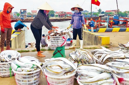 Sau chuyến biển, ngư dân xã Cảnh Dương, huyện Quảng Trạch vui vì được mùa cá hố xuất khẩu.