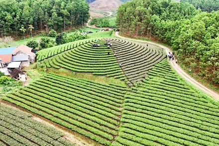 Người dân xã Văn Hán, huyện Ðồng Hỷ, tỉnh Thái Nguyên sản xuất chè theo tiêu chuẩn sạch. 