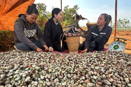 Chị Rơ Mah An, Chi hội trưởng nông dân thôn Làng Ba, xã Ia Pnôn (huyện Ðức Cơ, tỉnh Gia Lai) cùng các hội viên chia sẻ kinh nghiệm sản xuất.