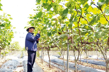 Mô hình trồng nho xanh tại xã Ðồng Du, huyện Bình Lục.