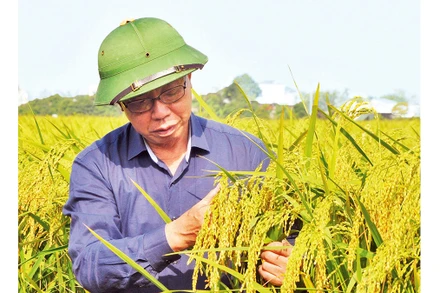 Giống lúa nếp Bể bản địa (còn gọi là nếp Keo) ở huyện Vũ Thư được bảo tồn và phục tráng thành công.