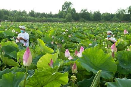 Cây sen ở huyện Tháp Mười, tỉnh Ðồng Tháp được trồng góp phần phát triển kinh tế nông nghiệp, tăng thu nhập cho người dân.