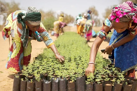 Phụ nữ Senegal tham gia dự án vườn ươm cây giống. (Ảnh UN NEWS)