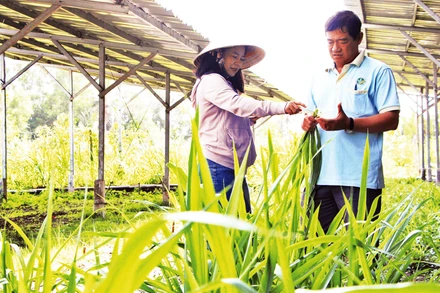 Trồng cỏ voi làm thức ăn cho bò.