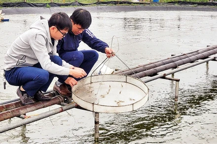 Mô hình nuôi tôm 3 giai đoạn của Hợp tác xã Hà Hoàng, thành phố Hà Tĩnh, tỉnh Hà Tĩnh.