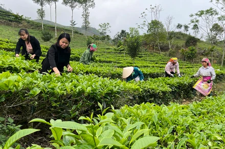 Du khách trải nghiệm hái chè Shan tuyết tại xã Gia Hội, huyện Văn Chấn (Yên Bái).