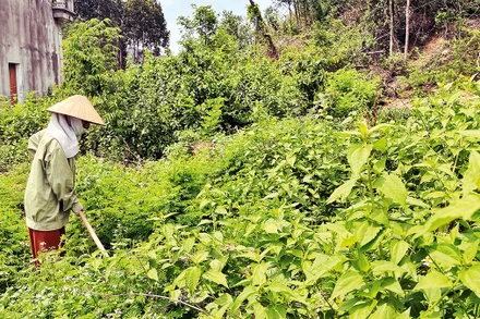 Người dân dọn cỏ dại dưới đền Nam Tào, nơi được quy hoạch tôn tạo phục hồi Dược lĩnh cổ viên.