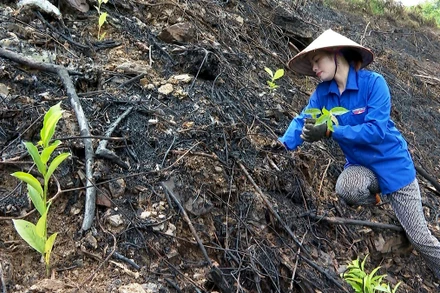 Người dân huyện Na Rì trồng rừng mới. (Ảnh XUÂN NGHIỆP)