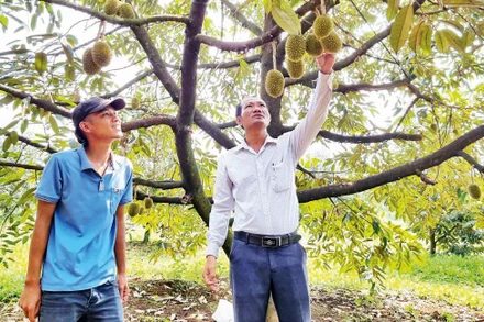 Lâm Ðồng đẩy mạnh phát triển cây sầu riêng chất lượng cao.