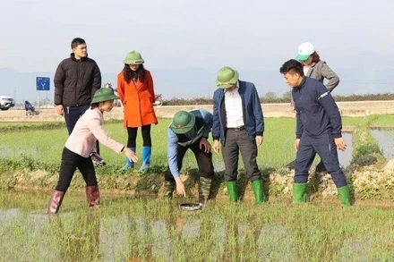 Lãnh đạo Sở Nông nghiệp và Môi trường tỉnh Ðiện Biên cùng nông dân huyện Ðiện Biên kiểm tra tiến độ sinh trưởng của cây lúa trồng theo mô hình thí điểm canh tác thông minh, giảm phát thải nhà kính.