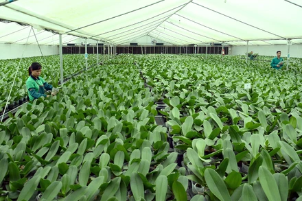 Mô hình trồng hoa lan công nghệ cao tại Hợp tác xã Ðan Hoài, huyện Ðan Phượng. (Ảnh MINH HÀ)