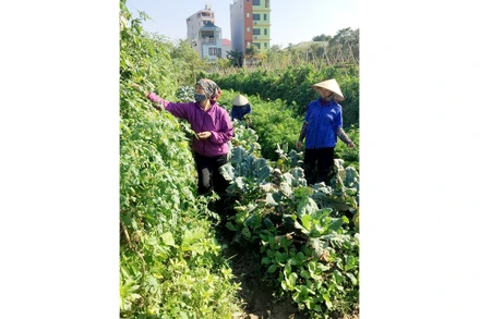 Người dân xã Thanh Xuân, huyện Sóc Sơn (Hà Nội) chăm sóc rau hữu cơ.