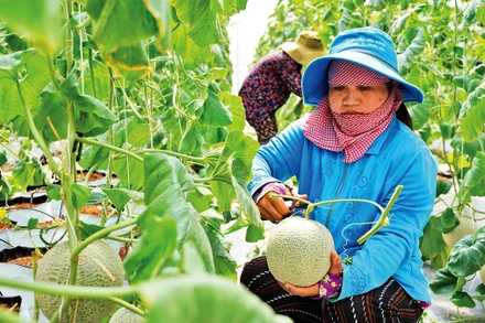 Thu hoạch dưa lưới (trồng theo mô hình công nghệ cao) tại huyện Củ Chi.