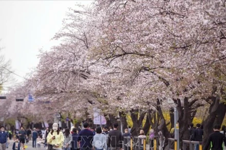Lễ hội hoa Anh đào lớn nhất Thủ đô Seoul luôn là điểm đến hấp dẫn của người dân Xứ sở Kim Chi. (Ảnh minh họa: Anh Nguyên/PV TTXVN tại Hàn Quốc)