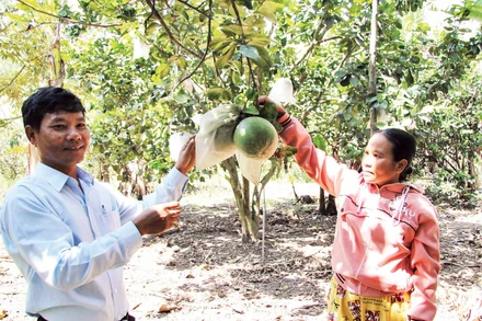 Cán bộ nông nghiệp xã Phước Bình, huyện Bác Ái, tỉnh Ninh Thuận hướng dẫn bà con áp dụng phương pháp chăm sóc bưởi da xanh theo hướng sản xuất nông nghiệp sạch.