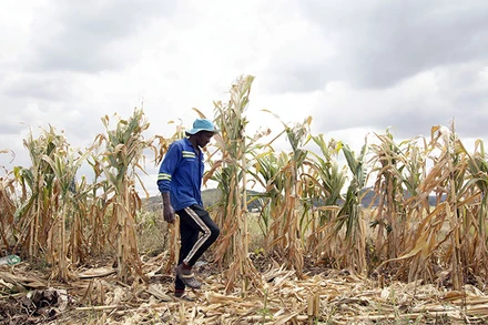 Hạn hán đe dọa nghiêm trọng an ninh lương thực ở Zimbabwe. (Ảnh TÂN HOA XÃ)
