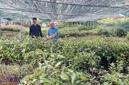 Công ty TNHH MTV Xuất nhập khẩu Dược liệu Kim Sơn (xã Hưng Vũ, huyện Bắc Sơn) phát triển mô hình liên kết trồng cây dược liệu với nhiều hộ dân trong huyện.