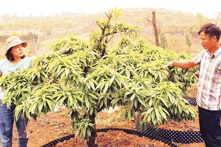 Những gốc đào thất thốn đã giúp anh Nguyễn Xuân Tuấn thu về hơn hai tỷ đồng trong dịp Tết Nguyên đán Quý Mão 2023.