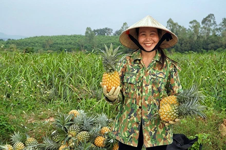 Nông dân Quỳnh Lưu phấn khởi thu hoạch dứa.