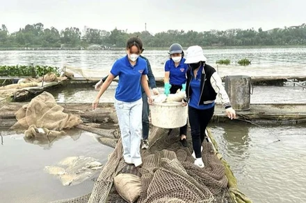 Đoàn Thanh niên thành phố Hải Dương hỗ trợ các hộ nuôi cá thu dọn, xử lý cá chết.
