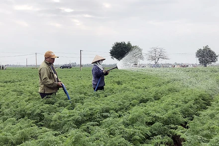 Nông dân xã Đức Chính, huyện Cẩm Giàng (Hải Dương) chăm sóc cà-rốt.