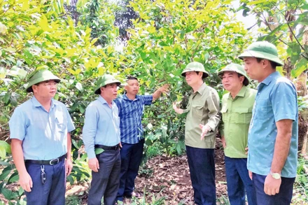 Mô hình trồng cây Trà hoa vàng ở huyện Ba Chẽ (Quảng Ninh) cho thu nhập hơn 500 triệu đồng/năm. (Ảnh QUANG THỌ)