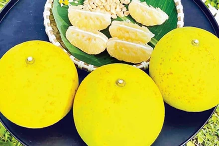 Bưởi Phúc Trạch được mùa, được giá