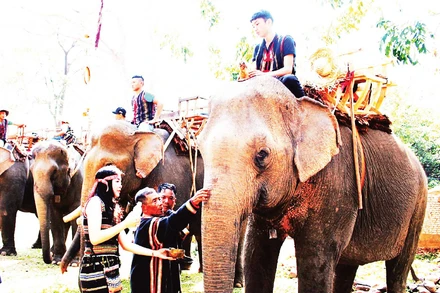 Nghi thức trong lễ cúng sức khỏe cho voi.