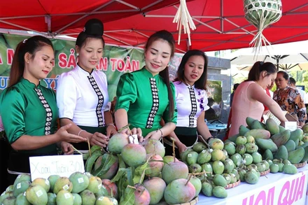Chủ trương phát triển nông nghiệp đúng đắn, tư duy đột phá, Sơn La đã trở thành trung tâm sản xuất, chế biến rau quả lớn nhất vùng Tây Bắc. (Ảnh QUỲNH NGA)