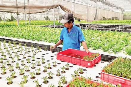 Trồng rau công nghệ cao tại Hợp tác xã Nông nghiệp Tuấn Ngọc, phường Long Trường, thành phố Thủ Đức.