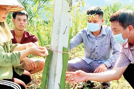 Cán bộ xã Hùng An (Bắc Quang) hướng dẫn người dân trồng cây ăn quả. (Ảnh HỒNG CỪ)