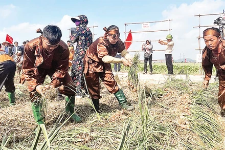 Nông dân xã Hiệp Hòa thi thu hoạch hành, tỏi.