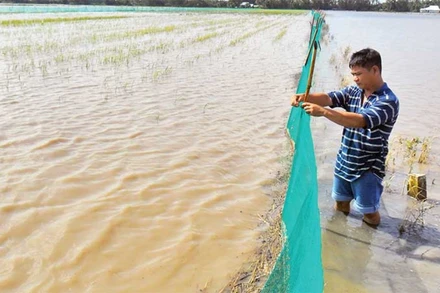 Người dân thường xuyên kiểm tra bờ bao, lưới cước, đề phòng cá ra bên ngoài.