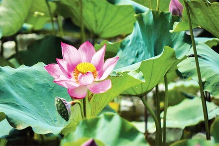 Sen cho thu hoạch từ hoa, lá, hạt cho đến củ sen.