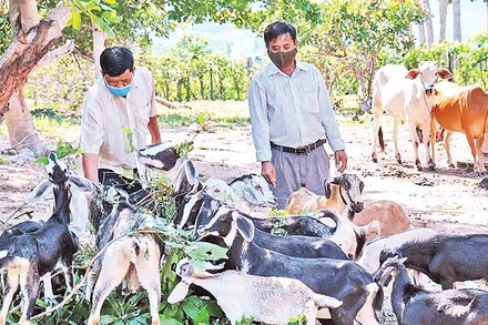 Ông Nay Hoa (bên phải) là người Jrai đầu tiên phát triển đàn dê với quy mô lớn ở xã Chư Drăng, huyện Krông Pa, Gia Lai.