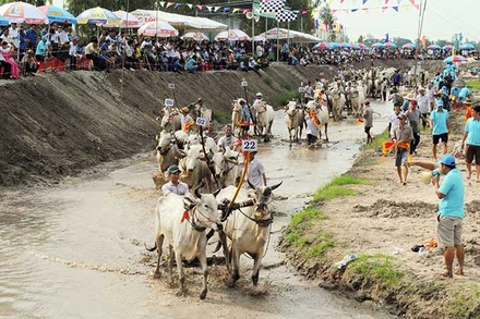 Đua bò Bảy Núi là ngày hội độc đáo ở An Giang.