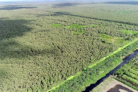 Khu vực rừng nguyên sinh ở Vườn Quốc gia U Minh Hạ.