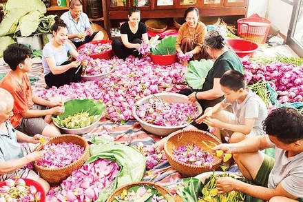 Nghề ướp trà sen đã góp phần làm nên thương hiệu du lịch quận Tây Hồ.