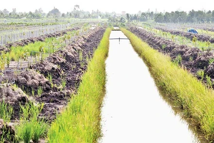 Một diện tích vừa chuyển đổi từ đất lúa sang trồng sầu riêng nhưng thiết kế rất thấp và không hoàn chỉnh ở xã Phú Nhuận, huyện Cai Lậy (Tiền Giang).