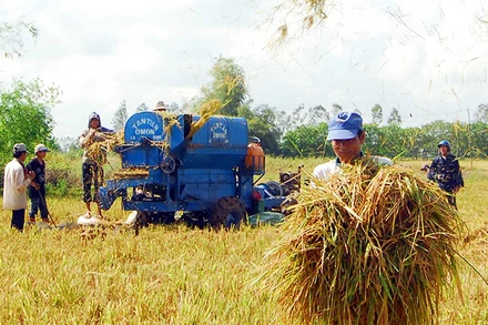 Nông dân huyện Thới Lai, thành phố Cần Thơ thu hoạch lúa. (Ảnh THANH VŨ)